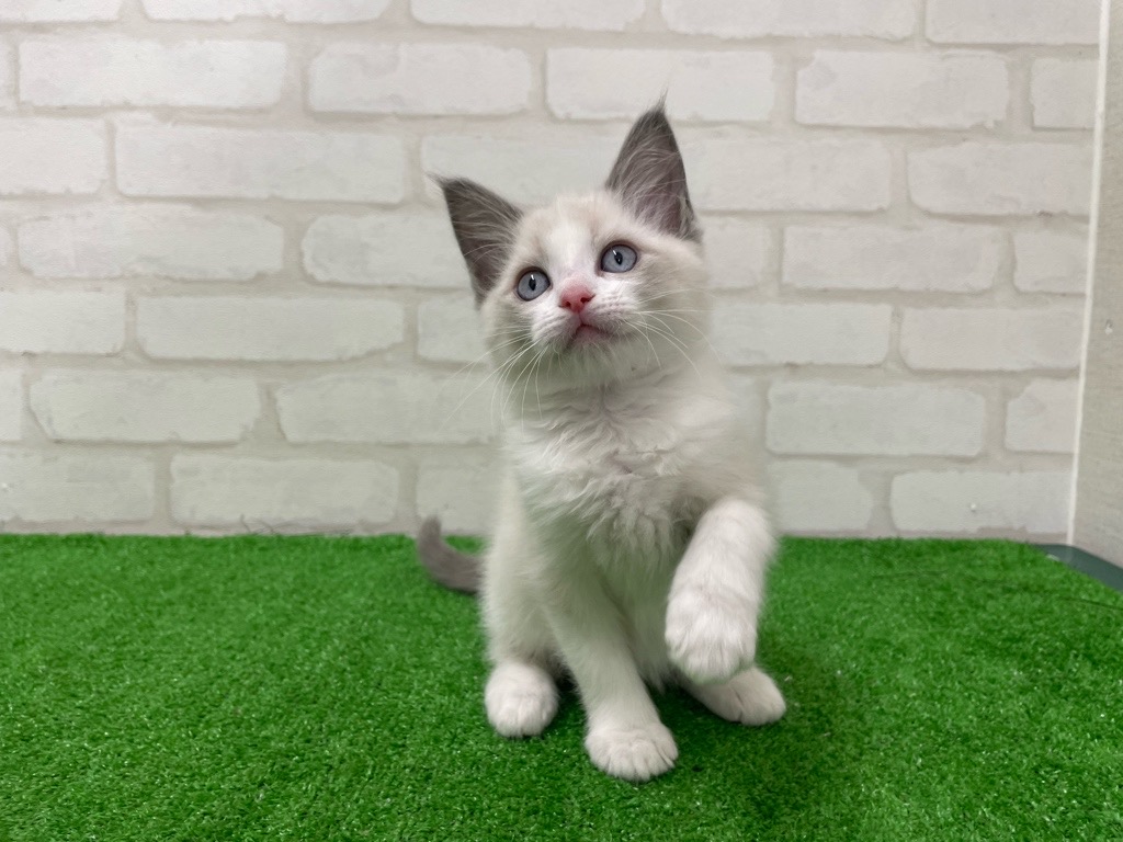 東京都のラグドール (かねだい立川店/2026年1月9日生まれ/男の子/ブルーポイントバイカラー)の子猫