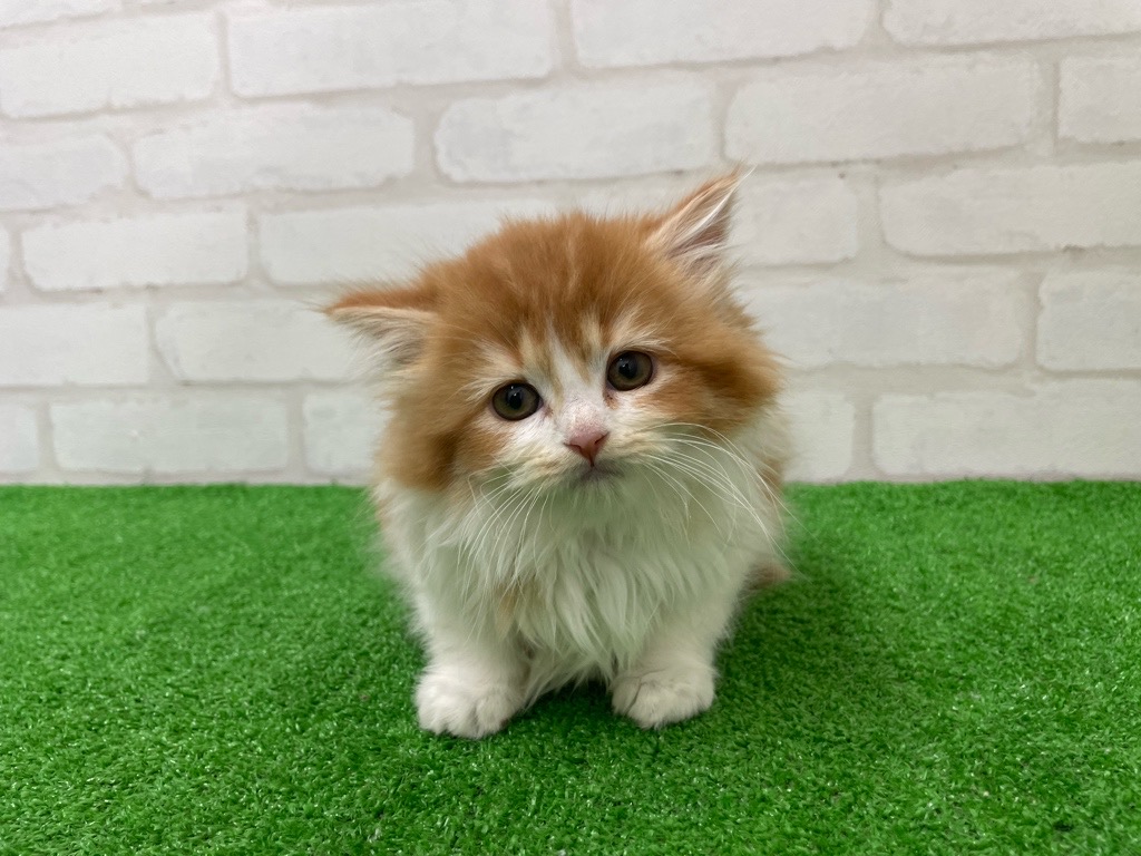 東京都のミヌエット (かねだい立川店/2026年1月6日生まれ/女の子/レッドタビーホワイト)の子猫