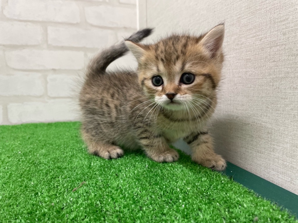 東京都のミヌエット (かねだい立川店/2026年1月9日生まれ/男の子/ブラウンタビー)の子猫