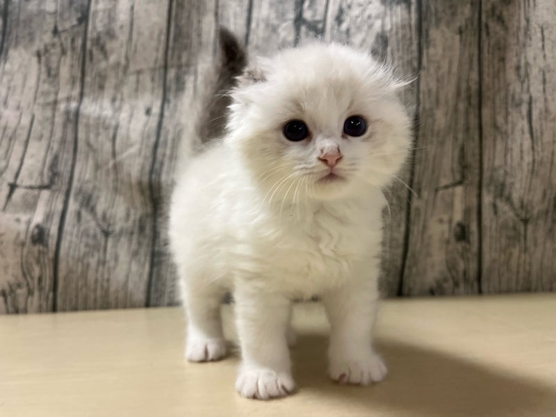 2026年1月11日生まれのネヴァマスカレード