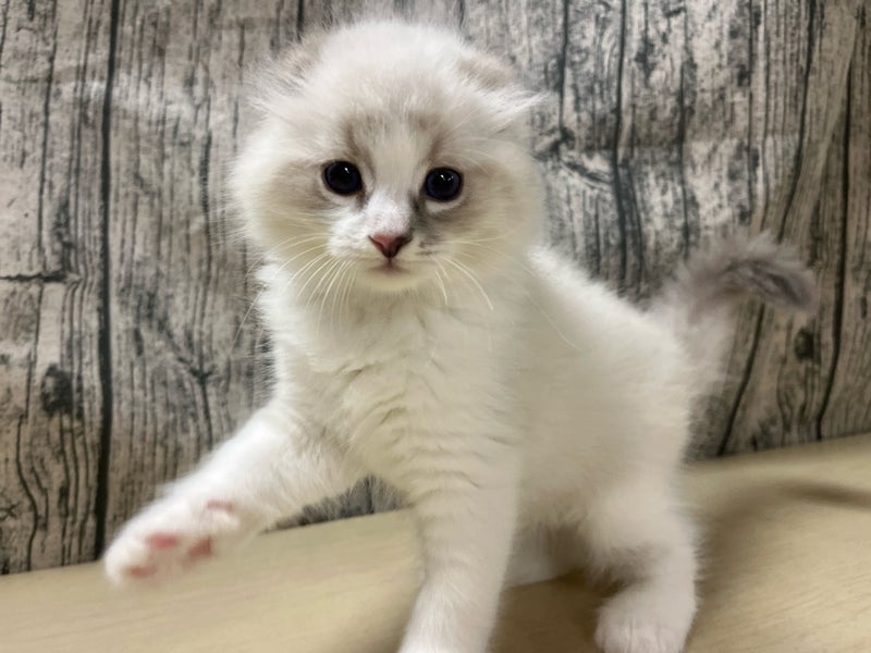 2026年1月11日生まれのネヴァマスカレード