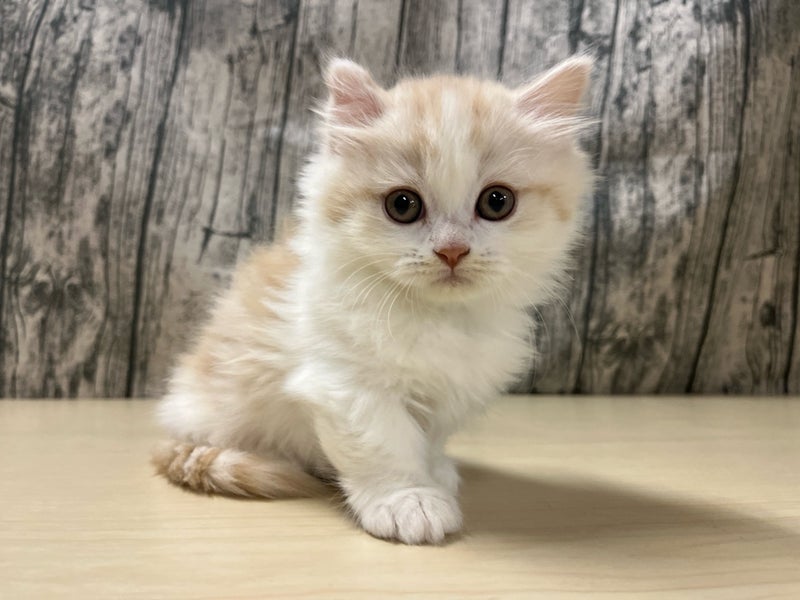 埼玉県のミヌエット (かねだいアクアパーク店/2026年1月6日生まれ/男の子/カメオタビーホワイト)の子猫