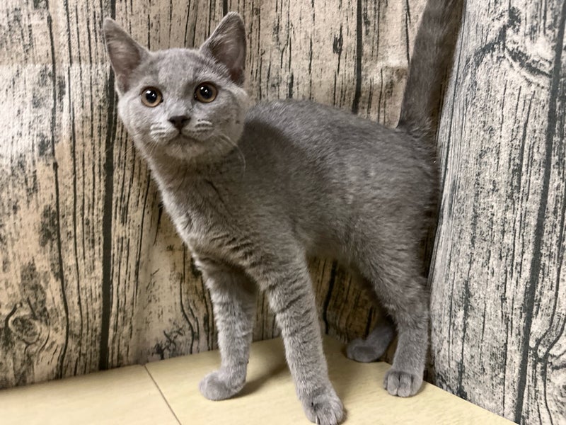 埼玉県のシャルトリュー (かねだいアクアパーク店/2025年11月29日生まれ/女の子/ブルー)の子猫