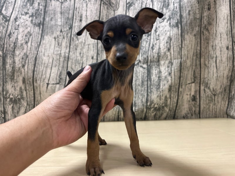 2026年1月11日生まれのミニチュアピンシャー