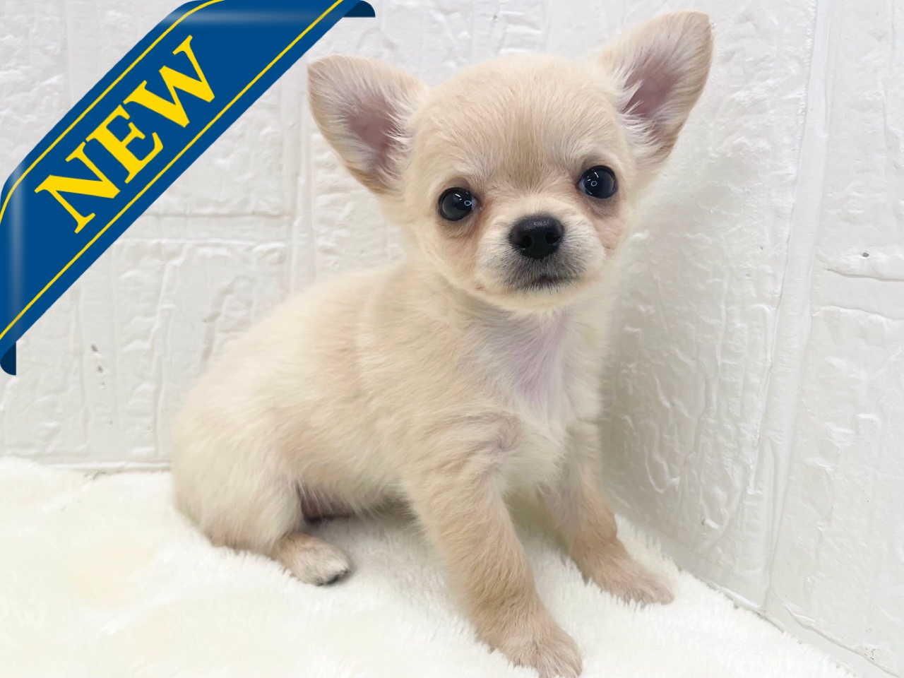 東京都のチワワ(ロング) (かねだい青梅店/2026年1月10日生まれ/女の子/クリーム)の子犬の1枚目の画像