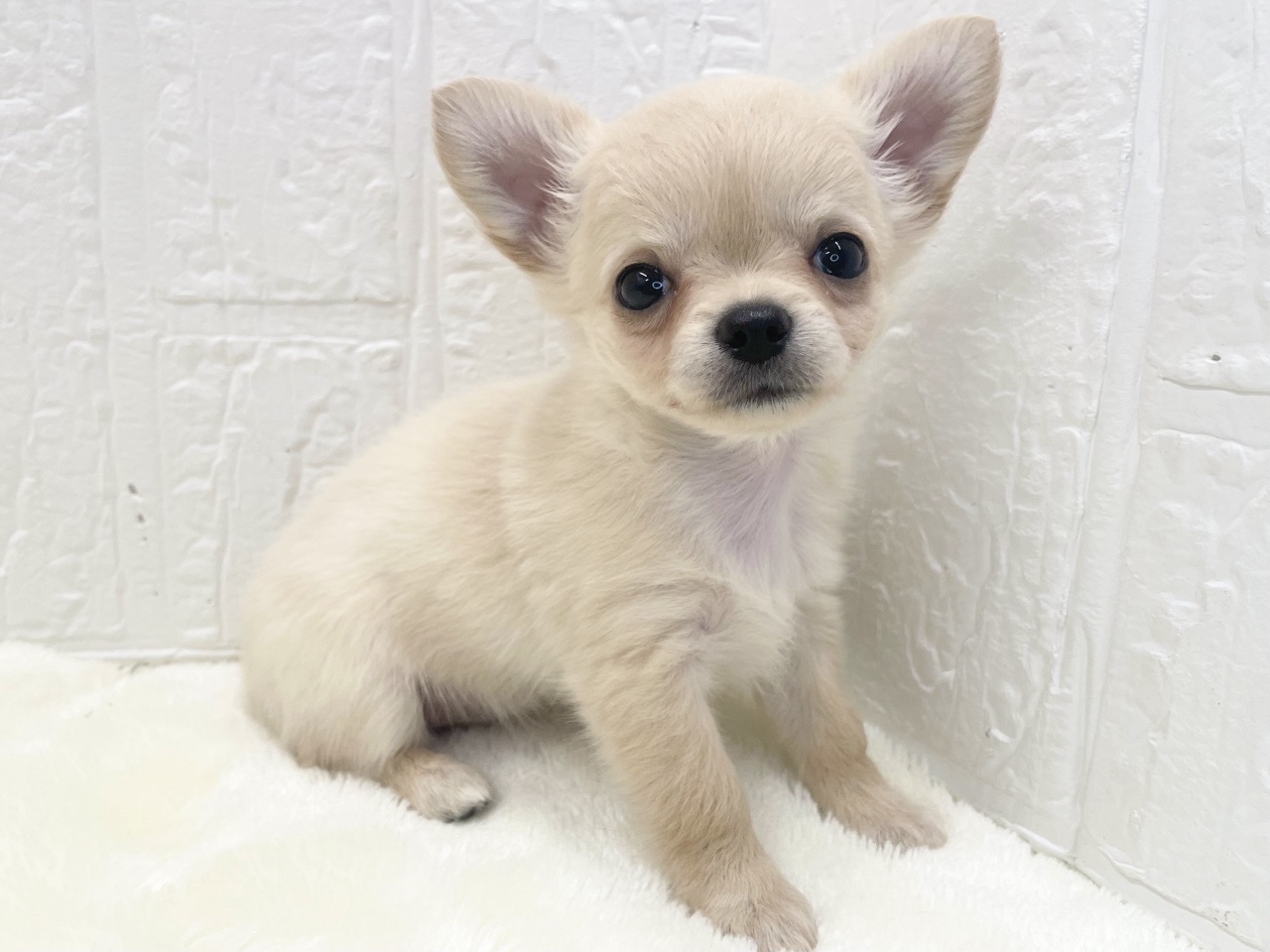 東京都のチワワ(ロング) (かねだい青梅店/2026年1月10日生まれ/女の子/クリーム)の子犬の2枚目の画像