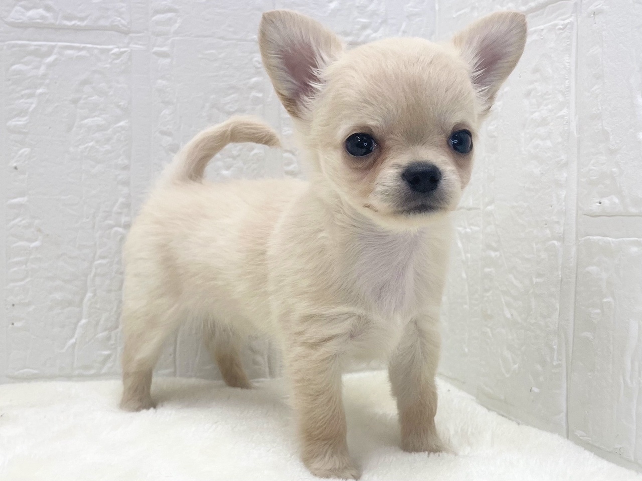 東京都のチワワ(ロング) (かねだい青梅店/2026年1月10日生まれ/女の子/クリーム)の子犬の4枚目の画像