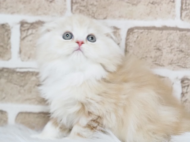 埼玉県のスコティッシュフォールド (かねだい戸田店/2026年1月11日生まれ/男の子/クリームタビーホワイト)の子猫の1枚目の画像