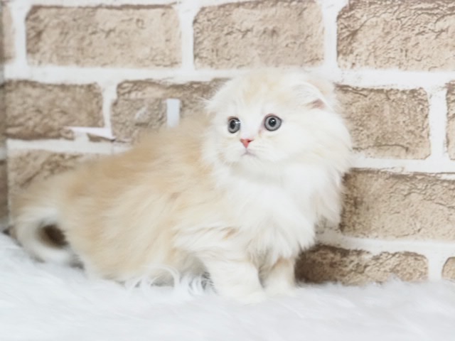 埼玉県のスコティッシュフォールド (かねだい戸田店/2026年1月11日生まれ/男の子/クリームタビーホワイト)の子猫の2枚目の画像