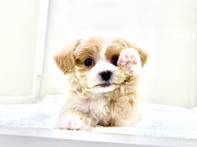 東京都のマルプー(マルチーズ×プードル) (かねだい本町田店/2026年1月11日生まれ/男の子/クリームホワイト)の子犬の1枚目の画像