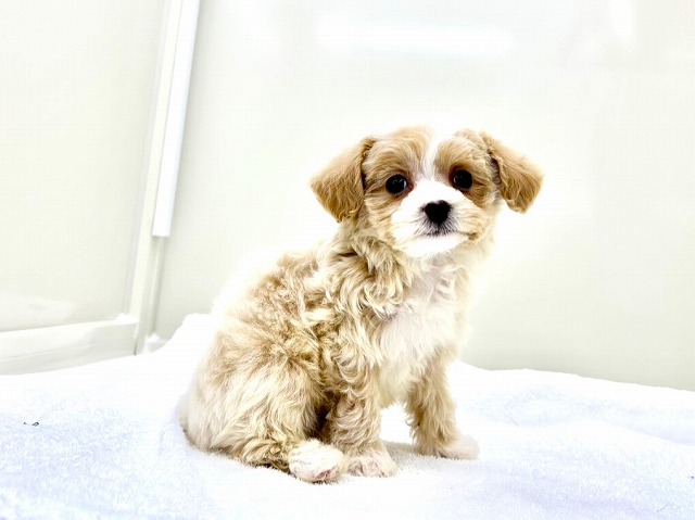 東京都のマルプー(マルチーズ×プードル) (かねだい本町田店/2026年1月11日生まれ/男の子/クリームホワイト)の子犬の2枚目の画像