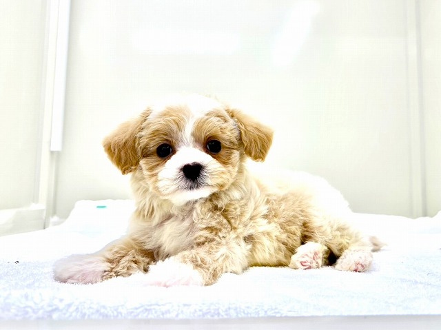 東京都のマルプー(マルチーズ×プードル) (かねだい本町田店/2026年1月11日生まれ/男の子/クリームホワイト)の子犬の3枚目の画像