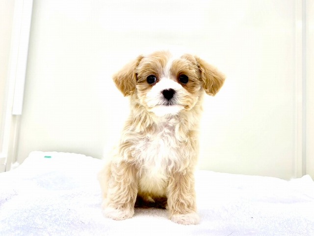 東京都のマルプー(マルチーズ×プードル) (かねだい本町田店/2026年1月11日生まれ/男の子/クリームホワイト)の子犬の4枚目の画像