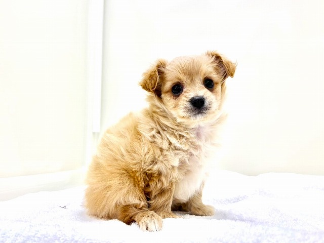 東京都のチワプー/プーチー(チワワ×プードル) (かねだい本町田店/2026年1月10日生まれ/男の子/アプリコットホワイト)の子犬の1枚目の画像