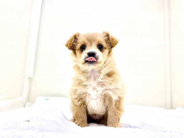 東京都のチワプー/プーチー(チワワ×プードル) (かねだい本町田店/2026年1月10日生まれ/男の子/アプリコットホワイト)の子犬の3枚目の画像