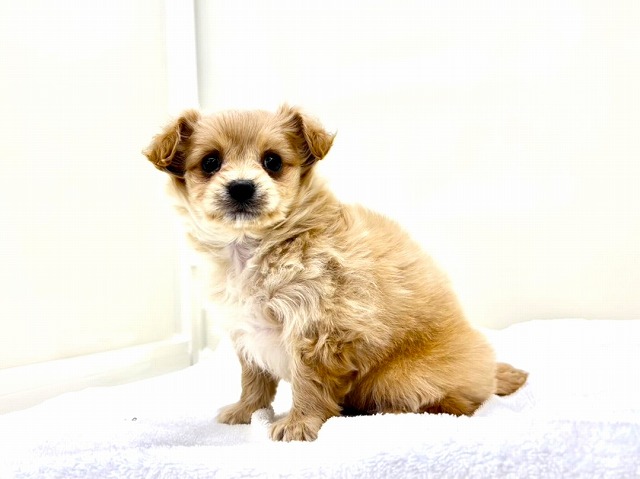 東京都のチワプー/プーチー(チワワ×プードル) (かねだい本町田店/2026年1月10日生まれ/男の子/アプリコットホワイト)の子犬の4枚目の画像