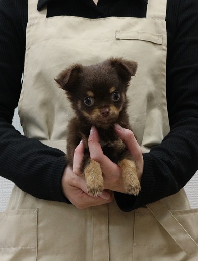 神奈川県のチワワ(ロング) (かねだい伊勢原店/2026年1月8日生まれ/男の子/チョコレートタン)の子犬