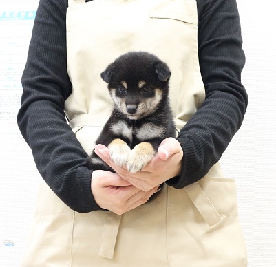 神奈川県の豆柴 (かねだい伊勢原店/2026年1月10日生まれ/女の子/黒)の子犬