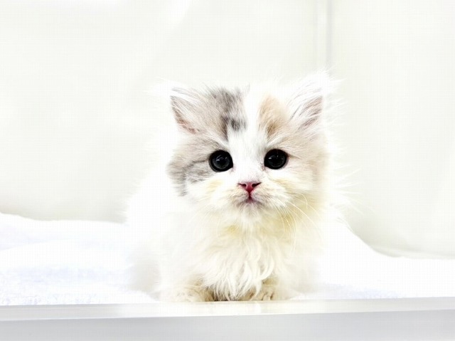 東京都のミヌエット (かねだい本町田店/2025年12月28日生まれ/女の子/ダイリュートキャリコ)の子猫の1枚目の画像