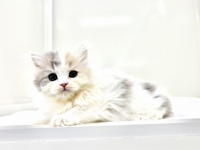 東京都のミヌエット (かねだい本町田店/2025年12月28日生まれ/女の子/ダイリュートキャリコ)の子猫の2枚目の画像