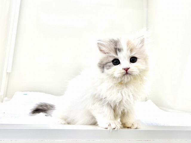 東京都のミヌエット (かねだい本町田店/2025年12月28日生まれ/女の子/ダイリュートキャリコ)の子猫の3枚目の画像