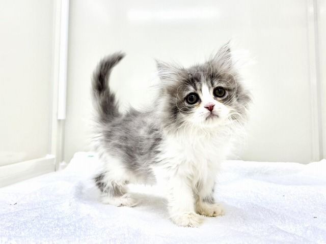 東京都のミヌエット (かねだい本町田店/2025年12月29日生まれ/女の子/ブルータビーホワイト)の子猫の1枚目の画像