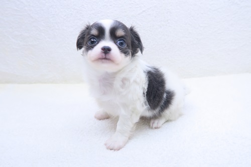 神奈川県のチワワ(ロング) (かねだい海老名店/2026年1月4日生まれ/女の子/ホワイトブラック)の子犬