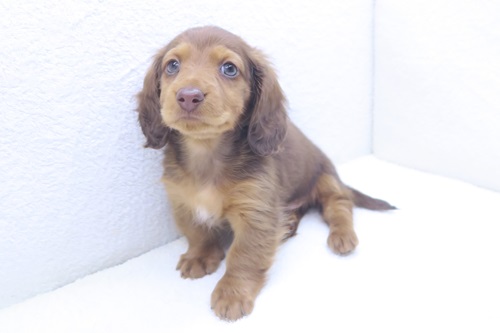 神奈川県のミニチュアダックスフンド(ロング) (かねだい海老名店/2026年1月9日生まれ/男の子/レッド)の子犬