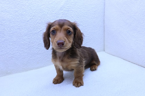 神奈川県のミニチュアダックスフンド(ロング) (かねだい海老名店/2026年1月9日生まれ/男の子/レッド)の子犬