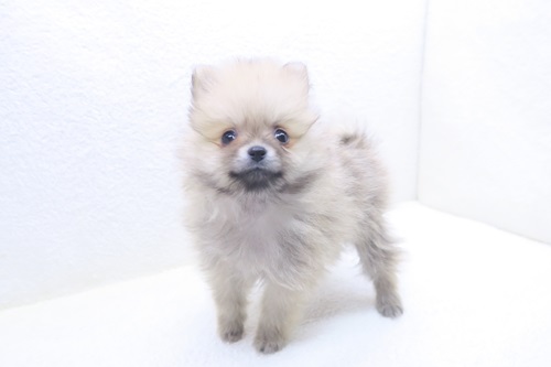 神奈川県のポメラニアン (かねだい海老名店/2026年1月10日生まれ/女の子/ウルフセーブル)の子犬