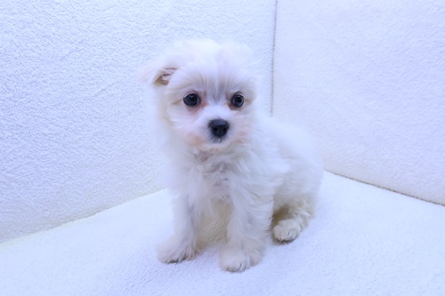 神奈川県のチワマル/マルチワ(チワワ×マルチーズ) (かねだい海老名店/2026年1月10日生まれ/女の子/ホワイト)の子犬