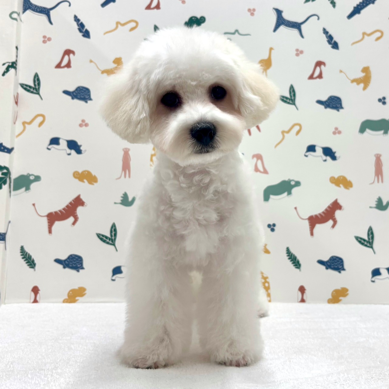 東京都のビションフリーゼ (かねだい足立店/2025年11月8日生まれ/男の子/ホワイト)の子犬の1枚目の画像