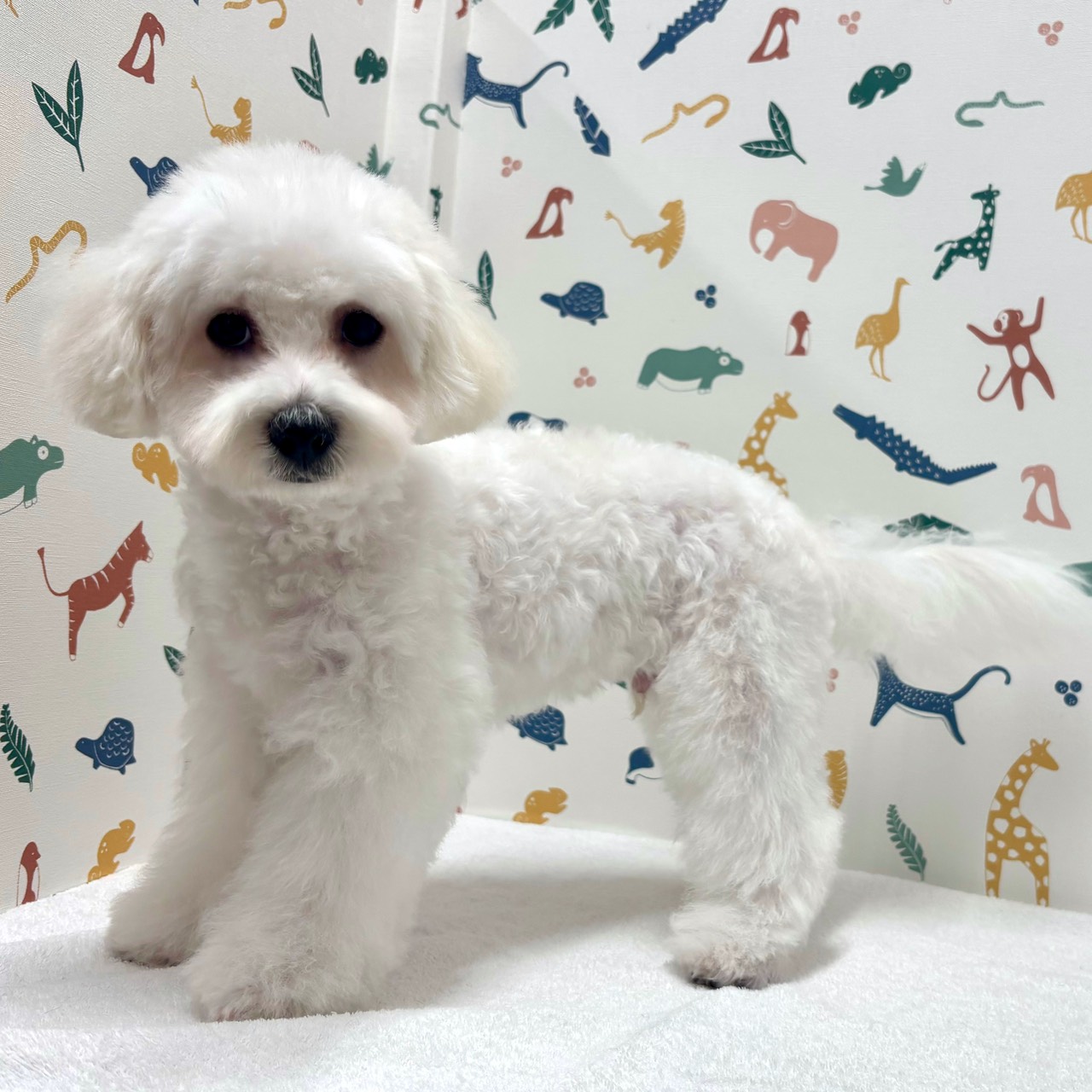 東京都のビションフリーゼ (かねだい足立店/2025年11月8日生まれ/男の子/ホワイト)の子犬の3枚目の画像