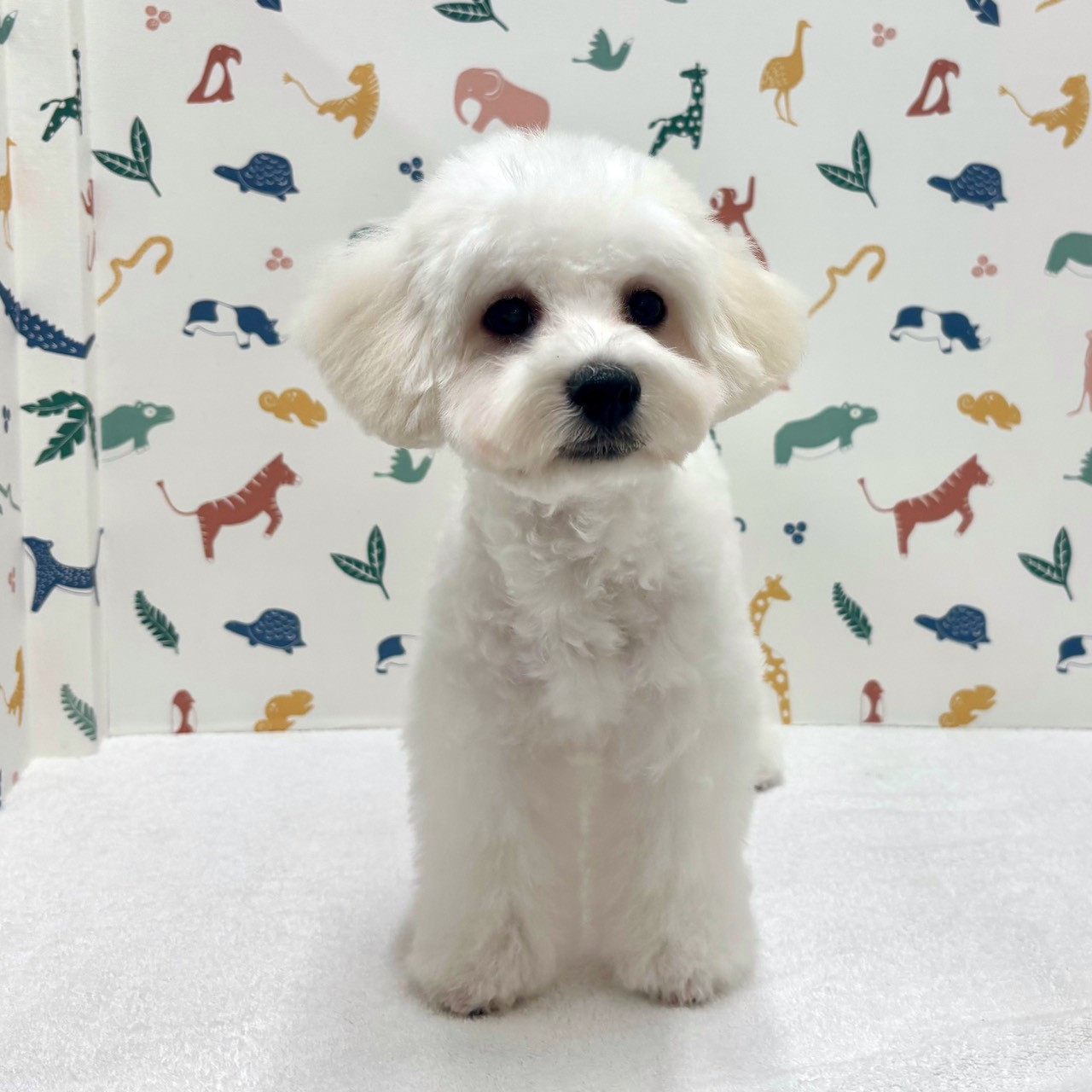 東京都のビションフリーゼ (かねだい足立店/2025年11月8日生まれ/男の子/ホワイト)の子犬の2枚目の画像