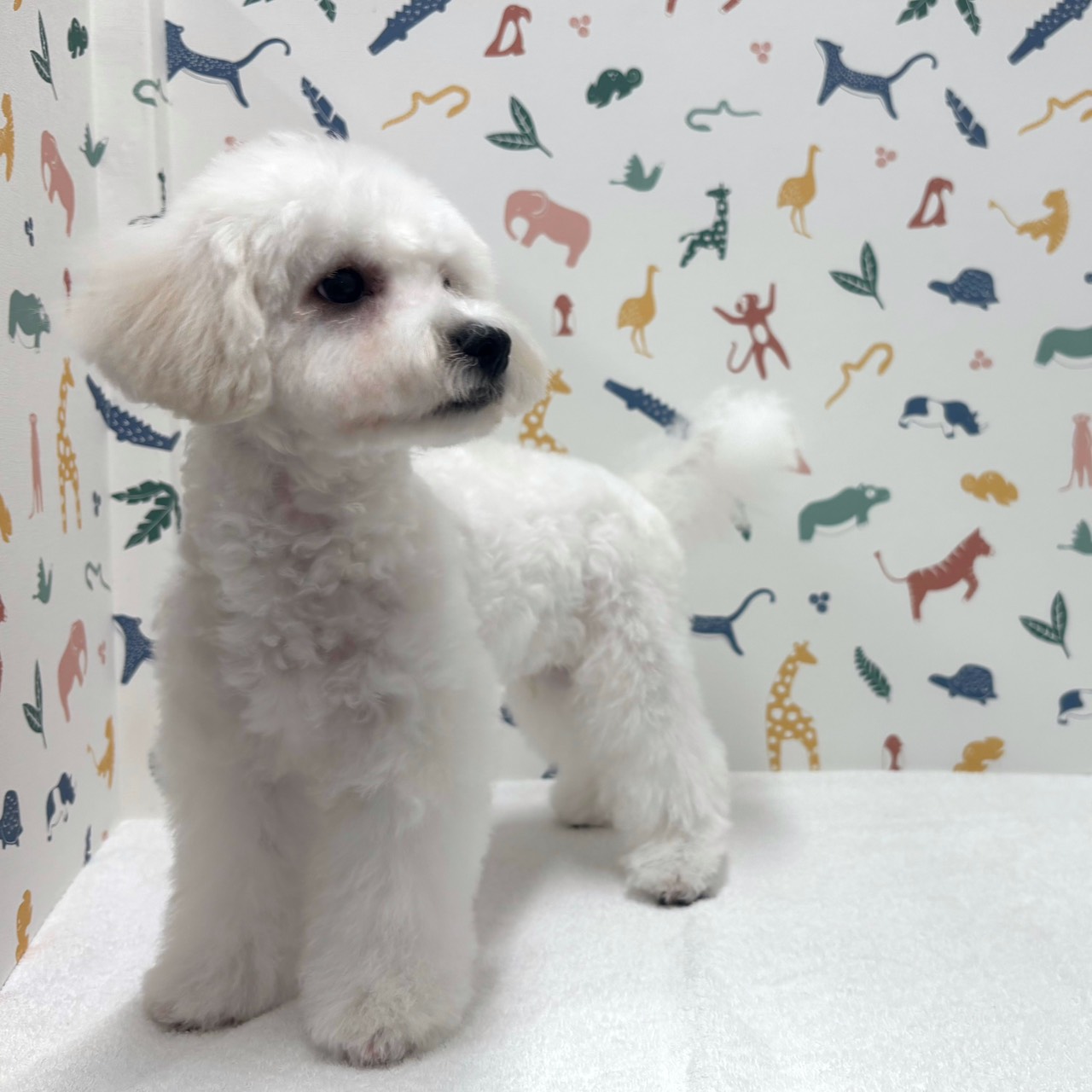 東京都のビションフリーゼ (かねだい足立店/2025年11月8日生まれ/男の子/ホワイト)の子犬の4枚目の画像