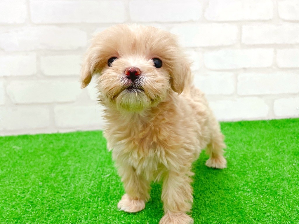 東京都のマルプー(マルチーズ×プードル) (かねだい立川店/2026年1月11日生まれ/女の子/アプリコット)の子犬の2枚目の画像