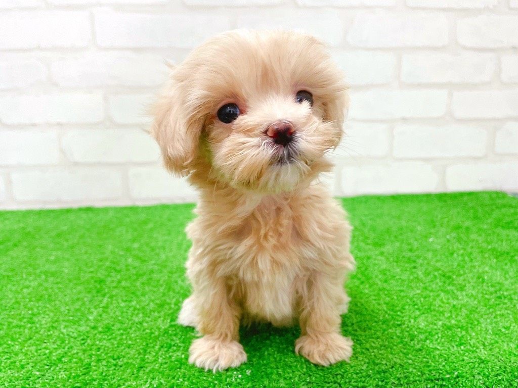 東京都のマルプー(マルチーズ×プードル) (かねだい立川店/2026年1月11日生まれ/女の子/アプリコット)の子犬の3枚目の画像