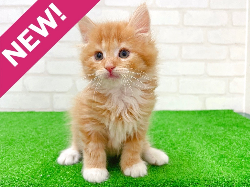 東京都のノルウェージャンフォレストキャット (かねだい立川店/2026年1月10日生まれ/男の子/レッドタビーホワイト)の子猫の1枚目の画像