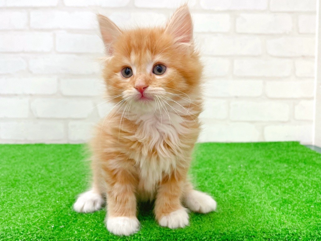 東京都のノルウェージャンフォレストキャット (かねだい立川店/2026年1月10日生まれ/男の子/レッドタビーホワイト)の子猫の2枚目の画像