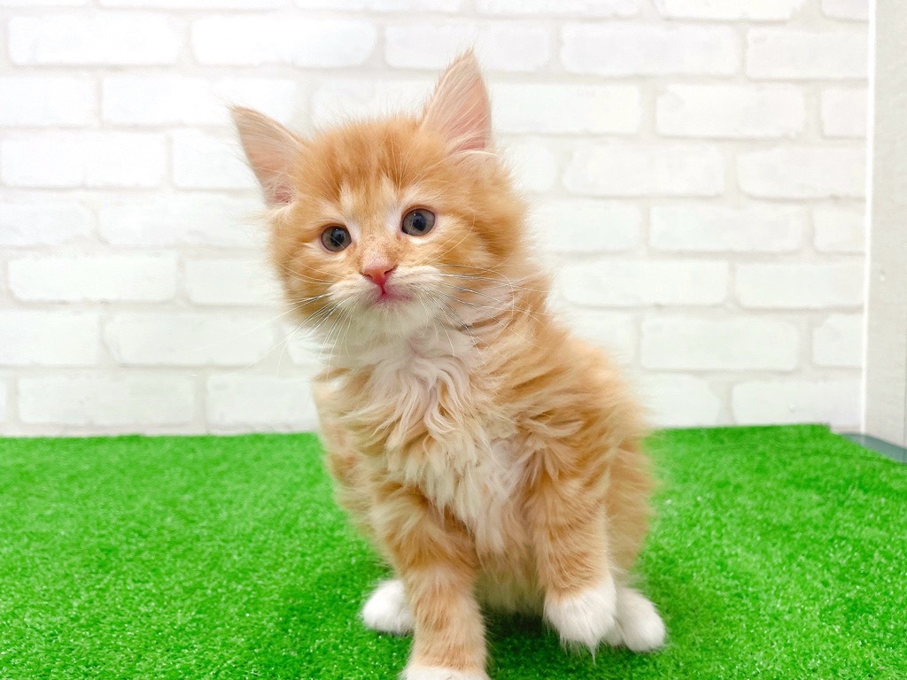 東京都のノルウェージャンフォレストキャット (かねだい立川店/2026年1月10日生まれ/男の子/レッドタビーホワイト)の子猫の3枚目の画像