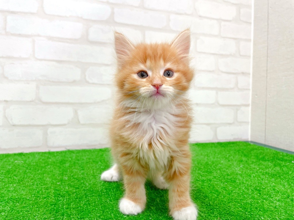 東京都のノルウェージャンフォレストキャット (かねだい立川店/2026年1月10日生まれ/男の子/レッドタビーホワイト)の子猫の4枚目の画像