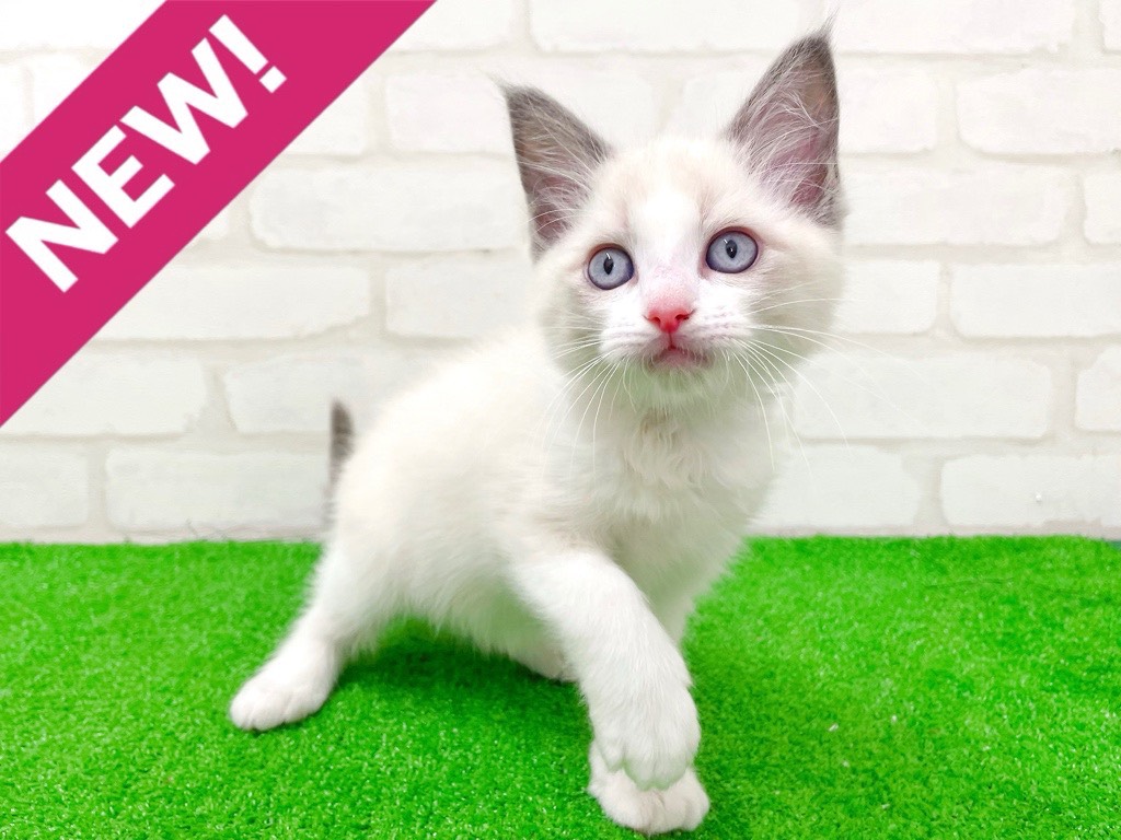 東京都のラグドール (かねだい立川店/2026年1月9日生まれ/男の子/ブルーポイントバイカラー)の子猫の1枚目の画像