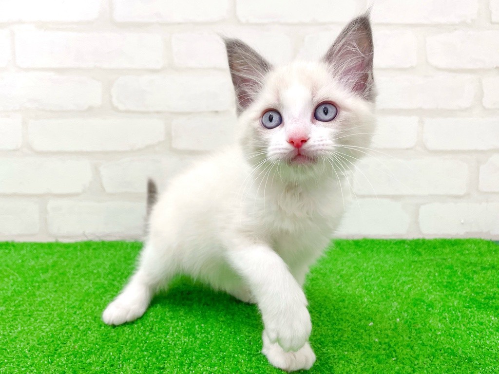 東京都のラグドール (かねだい立川店/2026年1月9日生まれ/男の子/ブルーポイントバイカラー)の子猫の2枚目の画像