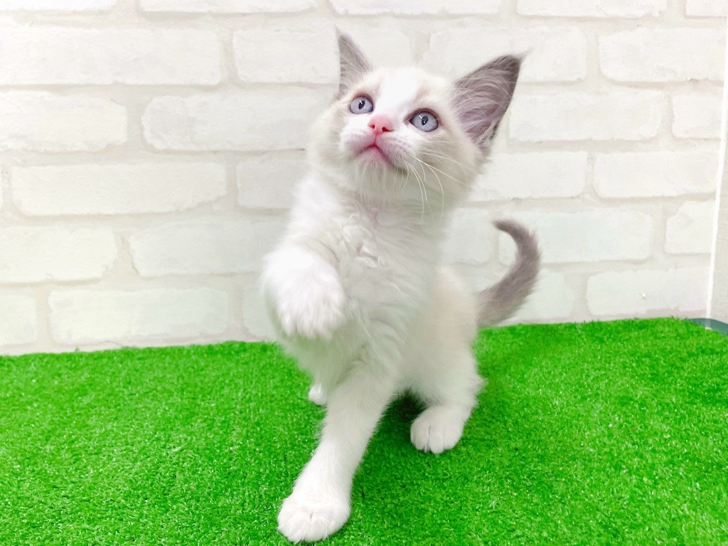 東京都のラグドール (かねだい立川店/2026年1月9日生まれ/男の子/ブルーポイントバイカラー)の子猫の3枚目の画像