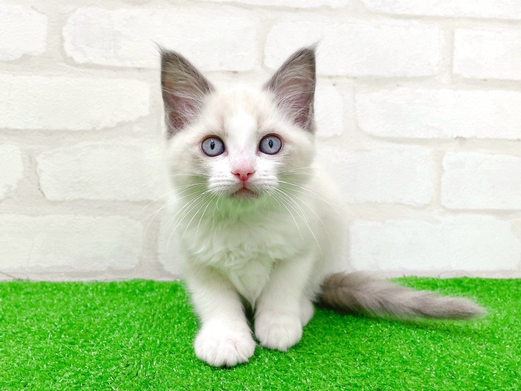 東京都のラグドール (かねだい立川店/2026年1月9日生まれ/男の子/ブルーポイントバイカラー)の子猫の4枚目の画像