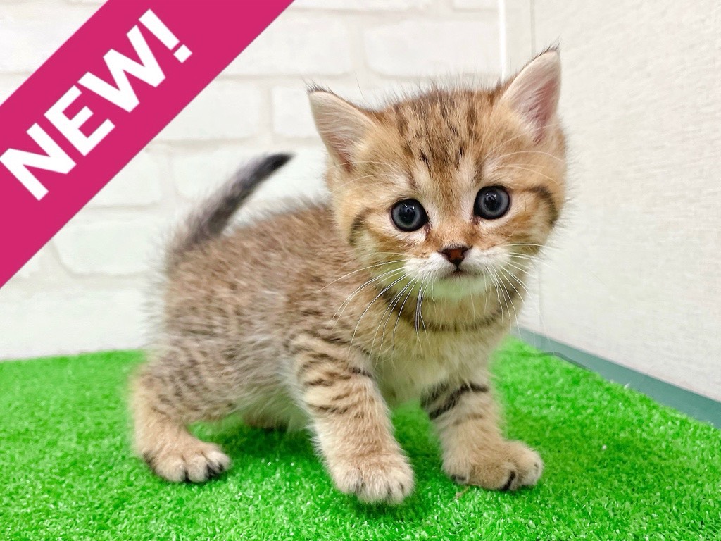 東京都のミヌエット (かねだい立川店/2026年1月9日生まれ/男の子/ブラウンタビー)の子猫の1枚目の画像