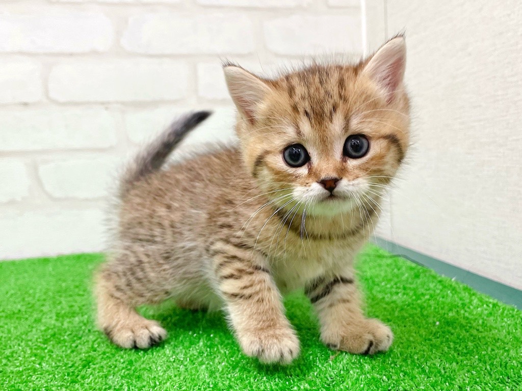東京都のミヌエット (かねだい立川店/2026年1月9日生まれ/男の子/ブラウンタビー)の子猫の2枚目の画像