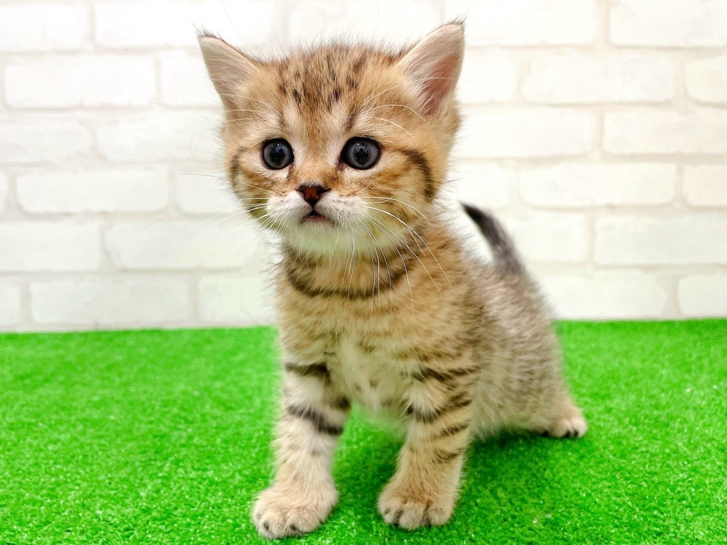 東京都のミヌエット (かねだい立川店/2026年1月9日生まれ/男の子/ブラウンタビー)の子猫の3枚目の画像