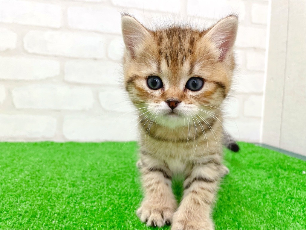 東京都のミヌエット (かねだい立川店/2026年1月9日生まれ/男の子/ブラウンタビー)の子猫の4枚目の画像
