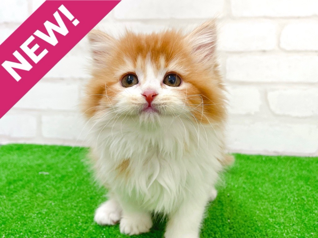 東京都のミヌエット (かねだい立川店/2026年1月6日生まれ/女の子/レッドタビーホワイト)の子猫の1枚目の画像